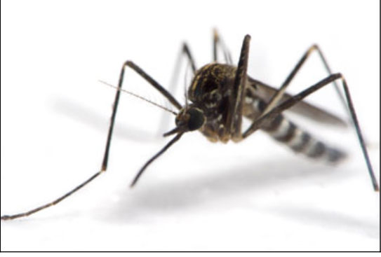 THE AEDES MOSQUITO ; AEDES MEANS "UNPLEASANT" OR "ODIOUS."