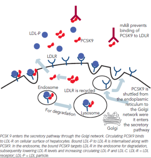 LDL RECEPTOR (LIVER) , PCSK9, PCSK9 BLOCKER (MONCLONAL ANTIBODY) AND LDL.CHOLESTEROL.
