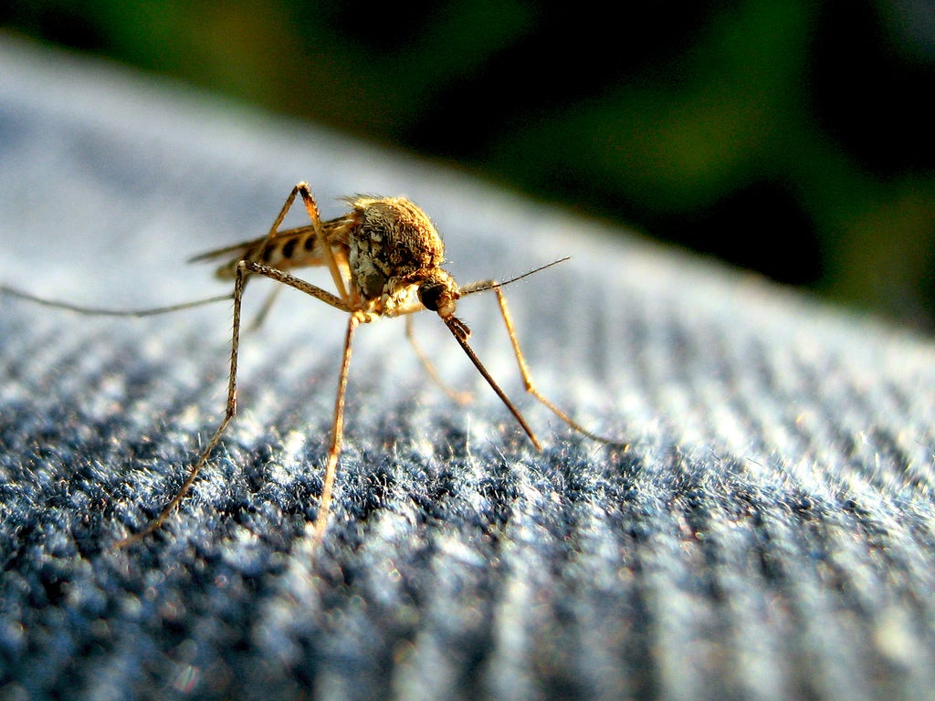 The Things We Don’t Know About Zika Virus, But Should, Could Make it Deadlier